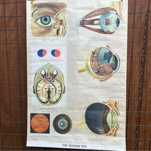 Vintage Ernst Klett Verlag Poster Medical Eye Anatomy 43”x29”